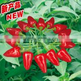 New hybrid F1 Pepper seeds hot and spicy pepper seeds for growing-Red King 188