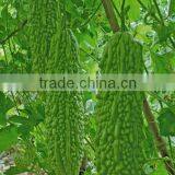 HBG03 Zhuan 30 to 35cm in length,dark green hybrid bitter gourd seeds