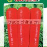 Carrot Seeds Good Variety in Chinese Market thumbnail-1