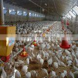 Automatic Chicken Feeder And Drinker Poultry Equipment thumbnail-1