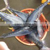 Frozen Canned WR Yellowfin Tuna thumbnail-1