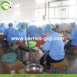 Factory Hot Sale Dried Himalayan Wolfberry thumbnail-4