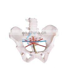 HC-S342 Medical Science Teaching Model Human Skeleton Pelvic Anatomy Teaching Model thumbnail-1