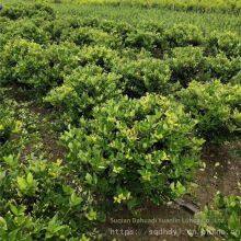 the Ligustrum Japonicum 'howardii' Balls With a Crown Width of 1 Meter Are Inexpensive and Have a High Survival Rate. thumbnail-1
