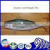 Frozen Round Scad Fish (Decapterus Russelli)