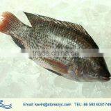 best selling tilapia