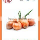 2016 BUlk MARKET PRICE Fresh Yellow Onion thumbnail-4