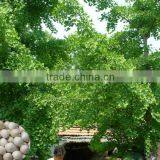 Hot Sale Ginkgo Tree Seed for Growing