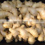 2016 Fresh Ginger thumbnail-5