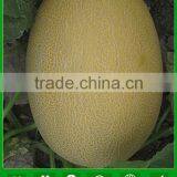 JSM09 Baihua Hybrid Hami Melon Seeds F1, Cantaloupe Melon Seeds thumbnail-1