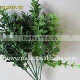 Betel Leaves thumbnail-1