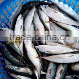 Frozen Pacific Mackerel Fish Good Quality thumbnail-4