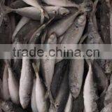 IQF Frozen Horse Mackerel/round Scad thumbnail-1