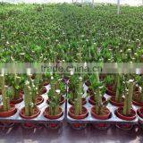 Lucky Bamboo Dracaena Sanderiana Lotus Bamboo thumbnail-3