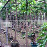 Lagerstroemia Speciosa Export for Sale thumbnail-1