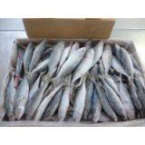 Frozen Indian Mackerel W/R thumbnail-1