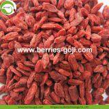 Factory Hot Sale Dried Himalayan Goji Berries thumbnail-1