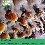 Reishi Mushroom thumbnail-2