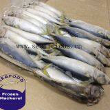 Frozen Mackerel Prices Indian Mackerel Pacific Mackerel thumbnail-2