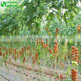 Eggplant Hydroponics and Coconut Cultivation Equipment/Hydroponics Growing Systems thumbnail-2
