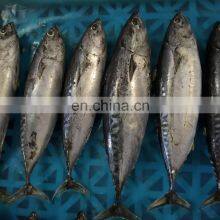 Hot Sale Fresh Frozen Bullet Tuna Bonito Fish for Export thumbnail-3