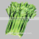 Good Quality American Celery Seeds