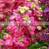 Common Wallflower ,Cheiranthus Cheiri Linn.flower Seed,herb Seed,vegetalbe Seed,fruit Seed,grass Seed thumbnail-2