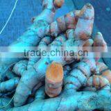 Turmeric thumbnail-2