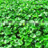 Low Price Automatic Screw Type Sweet Sorghum Pressing Machine Factory Wholesale thumbnail-6