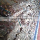 Dandong Fresh Chestnut 40-60 Fresh Chinese Chestnut for Sale thumbnail-4