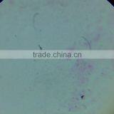 Microslide Hard Bone,Indonesia Prepared Slides thumbnail-5