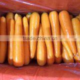 Fresh Carrot for Sales thumbnail-2