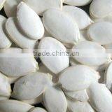 Edible Pumpkin Seeds and Kernels,shine Skin Pumpkin Seeds thumbnail-1