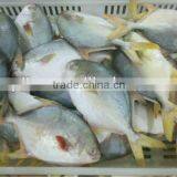 Frozen Golden Pompano thumbnail-2