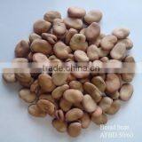 Delicious Dry Horse Beans in Shell/fava Beans