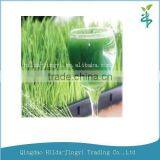 2015 Healthy Vegetable Powder- Organic Barley Grass Powder thumbnail-1