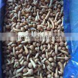 Top Quality China Mushroom With Good Price thumbnail-3