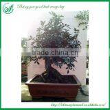Natural Plants Bonsai Nursery thumbnail-6