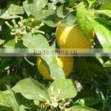 100% Original & Natural Bergamot Oil in India thumbnail-4