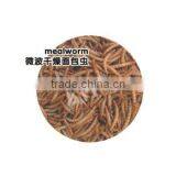 Microwave Dried Mealworm thumbnail-1