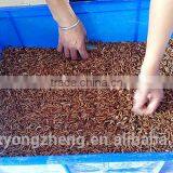 2.8 cm Reptiles Pet Food Dried Mealworms;China Products Dried Mealworms thumbnail-2