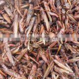 Pet Food Suppliers Dried Crickets //dried Mealworms //dried Grasshopper thumbnail-1