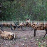 ARABIAN ORYX Driftwood Sculpture thumbnail-1