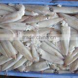 LOLIGO SQUID/ ARROW FISH/ INKFISH/ CALAMARI thumbnail-4