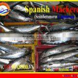 FROZEN SPANISH MACKEREL WHOLE ROUND thumbnail-1