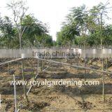 Jacaranda Mimosifolia Tropical Trees thumbnail-3