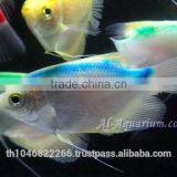 Giant Gourami Mix Color / Aquarium Fish Exporter thumbnail-5