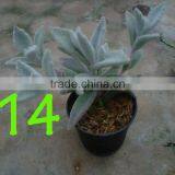 Succulent Plant Kalanchoe Eriophylla ' Snow' thumbnail-3