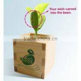 Magic Bean in Wooden Box thumbnail-1