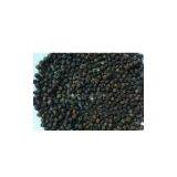 Black Pepper thumbnail-1